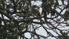 Mecocerculus leucophrys