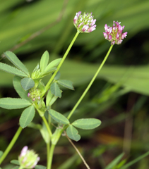 Trifolium ciliolatum