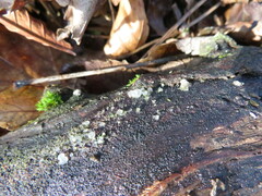 Exidia thuretiana