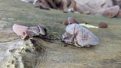 Auricularia auricula-judae