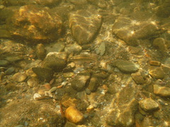 Campostoma oligolepis