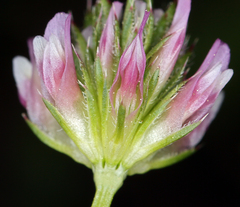 Trifolium ciliolatum