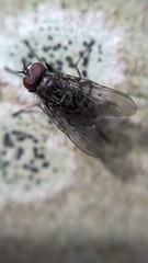 Helina evecta