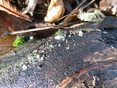 Exidia thuretiana