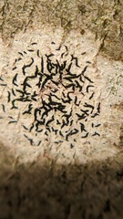 Opegrapha