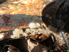 Exidia thuretiana