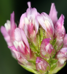 Trifolium ciliolatum