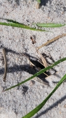 Dorymyrmex bossutus