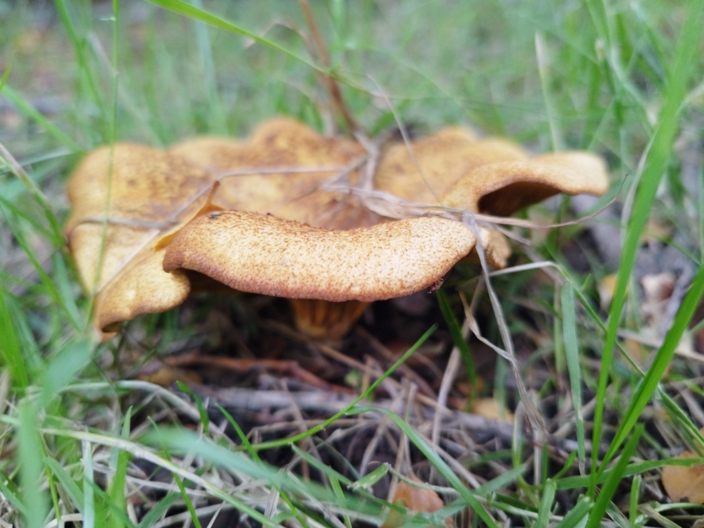 Austropaxillus statuum · February 2023 · photo: © fede_munoz (iNaturalist, cc0)