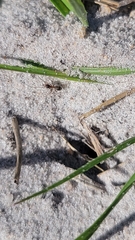 Dorymyrmex bossutus