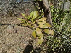 Heteromeles arbutifolia