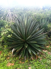 Agave vivipara