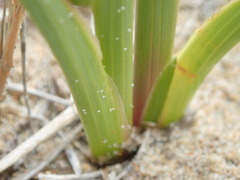 Gladiolus gueinzii