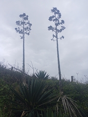 Agave vivipara