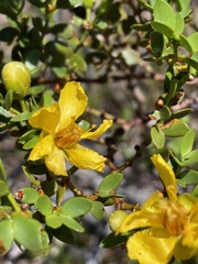 Larrea divaricata