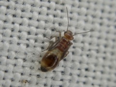 Elipsocidae