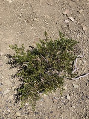 Larrea nitida