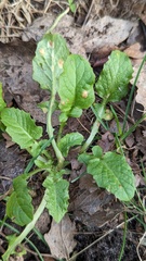 Puccinia lapsanae