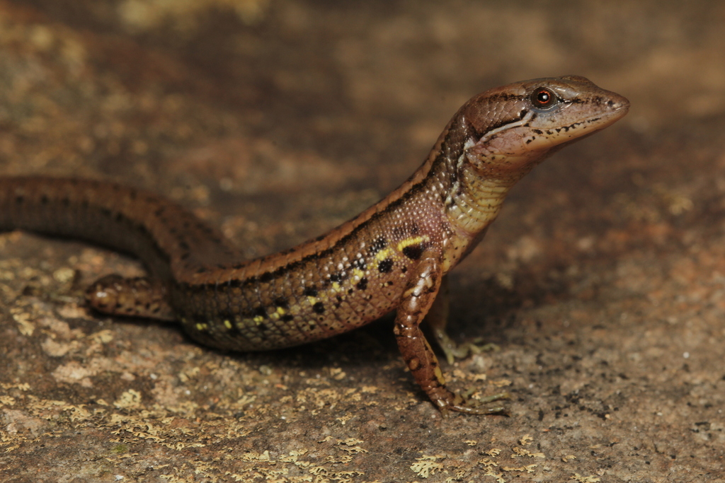 Cunha's Brazilian Lizard