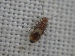 Elipsocidae