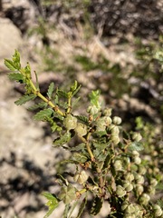 Larrea nitida
