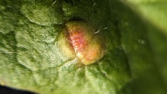Puccinia lapsanae