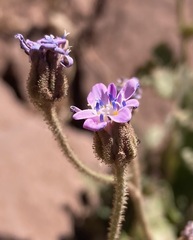 Leucheria runcinata