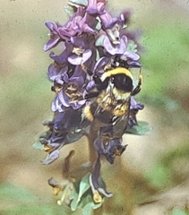 Bombus sichelii