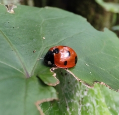 Coccinella algerica