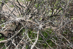 Cylindropuntia leptocaulis