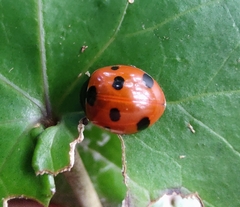 Coccinella algerica