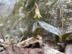 Erythronium americanum