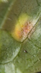 Puccinia lapsanae