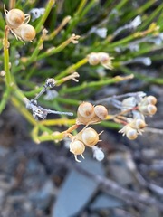 Menodora decemfida