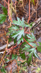 Rubus laciniatus