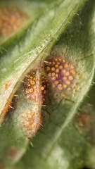 Puccinia lapsanae