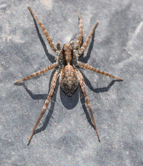 Pardosa lapidicina