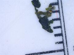 Callitriche peploides