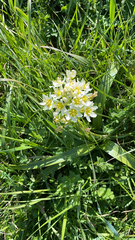 Toxicoscordion fremontii