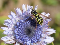 Chrysotoxum intermedium