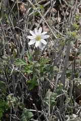 Anemone tuberosa