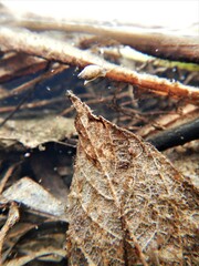 Ostracoda
