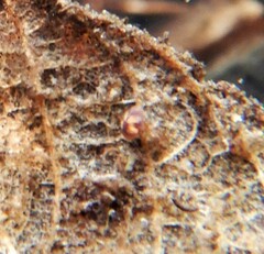 Ostracoda