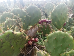Opuntia stricta