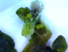 Callitriche peploides