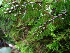 Hymenophyllum tunbrigense image