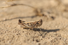 Dociostaurus jagoi occidentalis