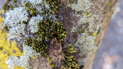 Ulota crispa
