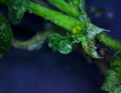 Callitriche peploides