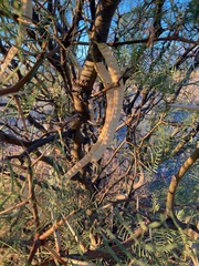 Prosopis chilensis